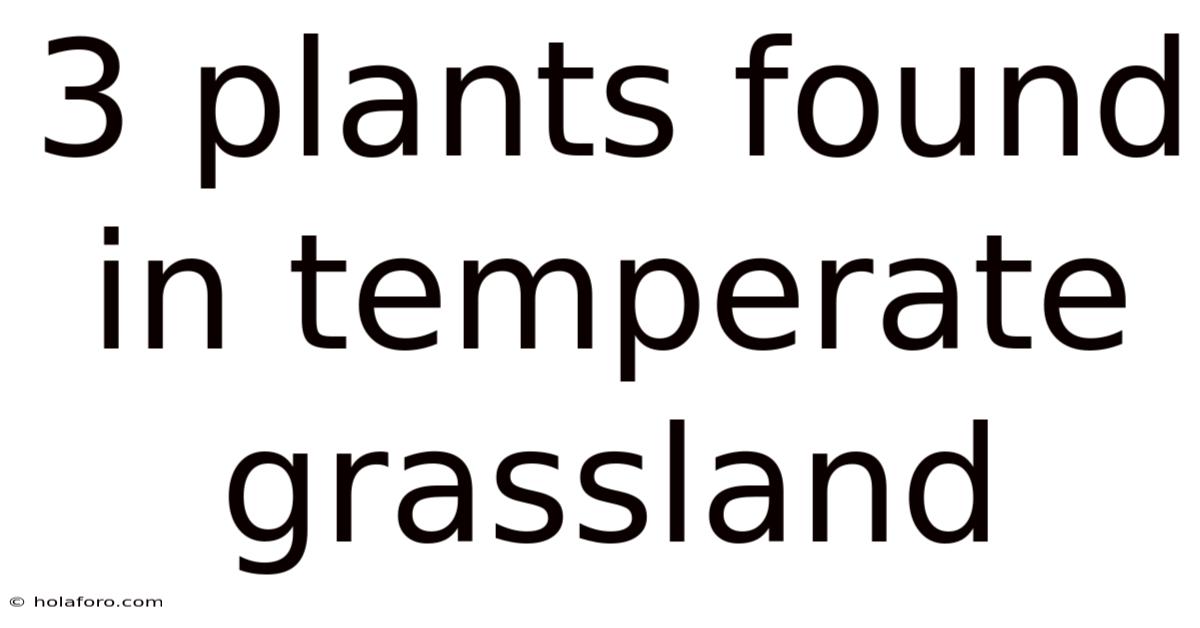 3 Plants Found In Temperate Grassland