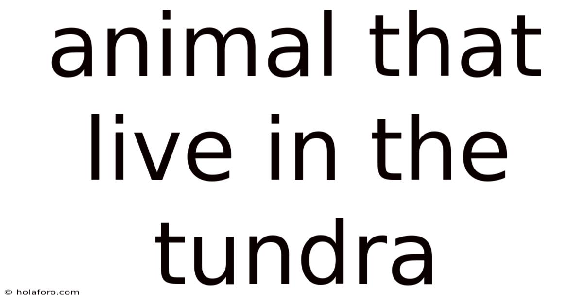 Animal That Live In The Tundra