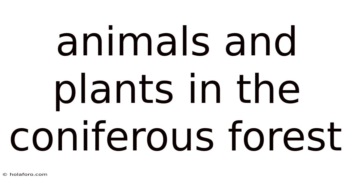 Animals And Plants In The Coniferous Forest