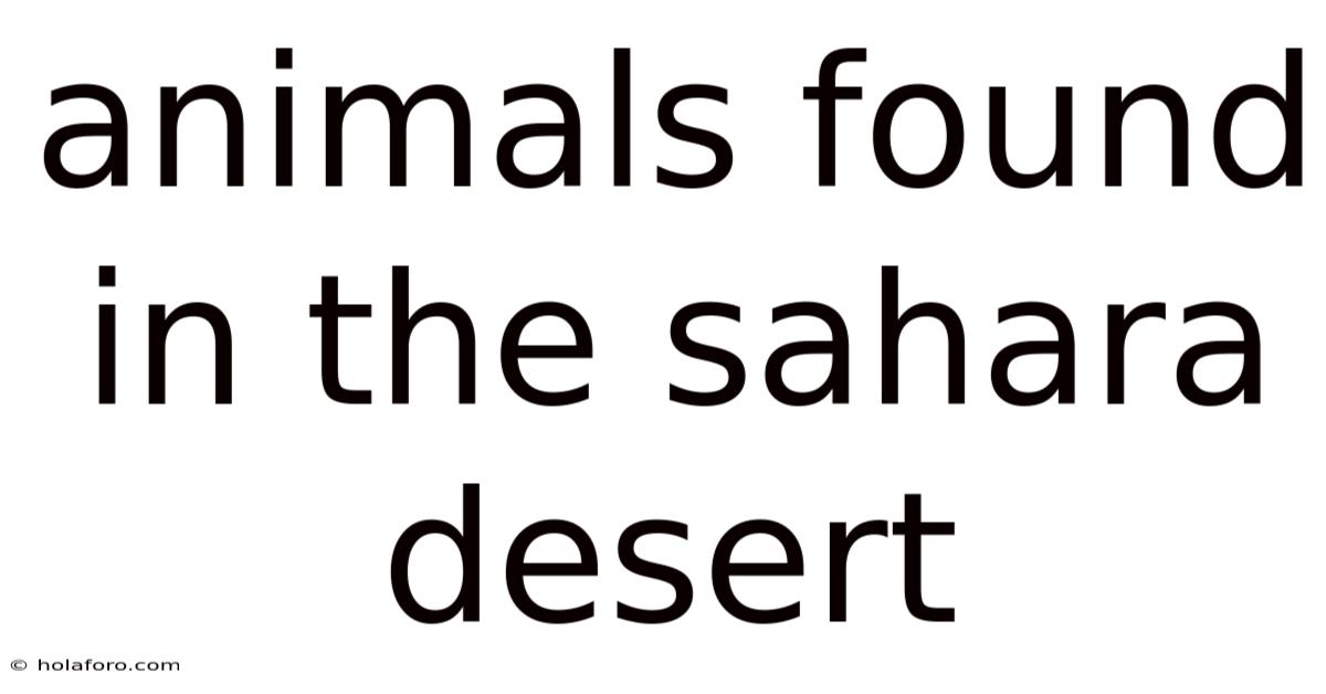 Animals Found In The Sahara Desert