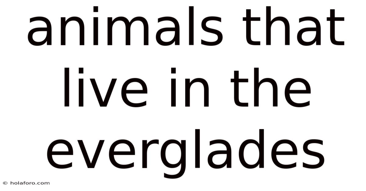 Animals That Live In The Everglades