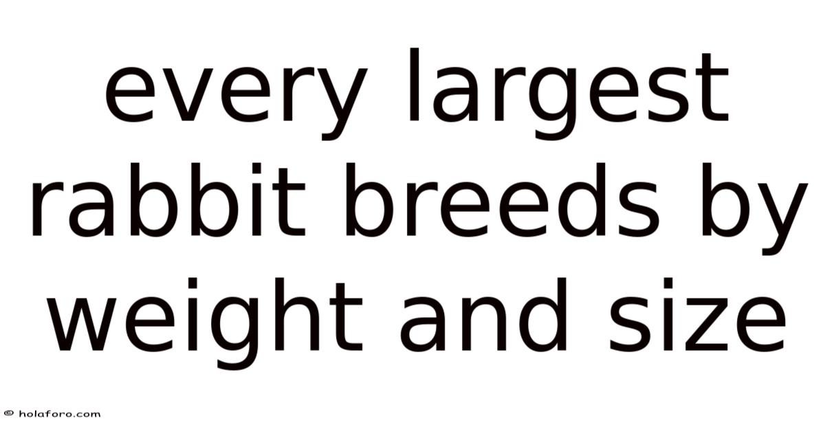 Every Largest Rabbit Breeds By Weight And Size