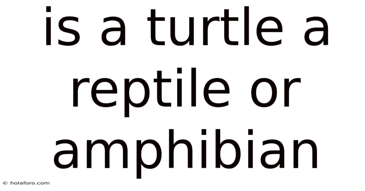 Is A Turtle A Reptile Or Amphibian