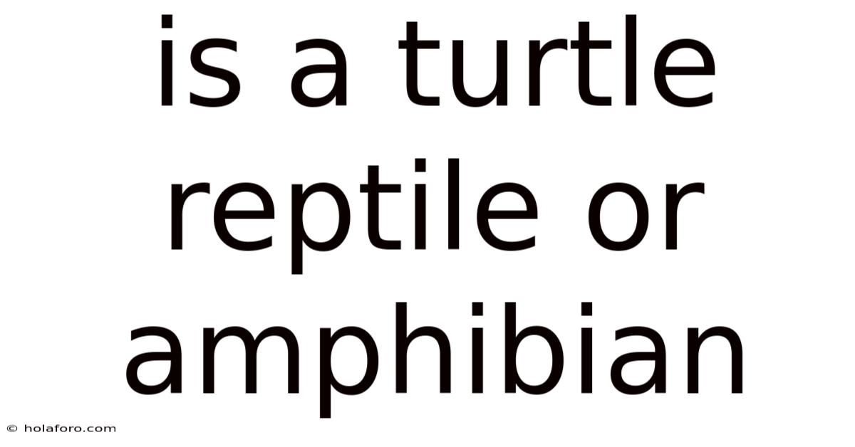 Is A Turtle Reptile Or Amphibian