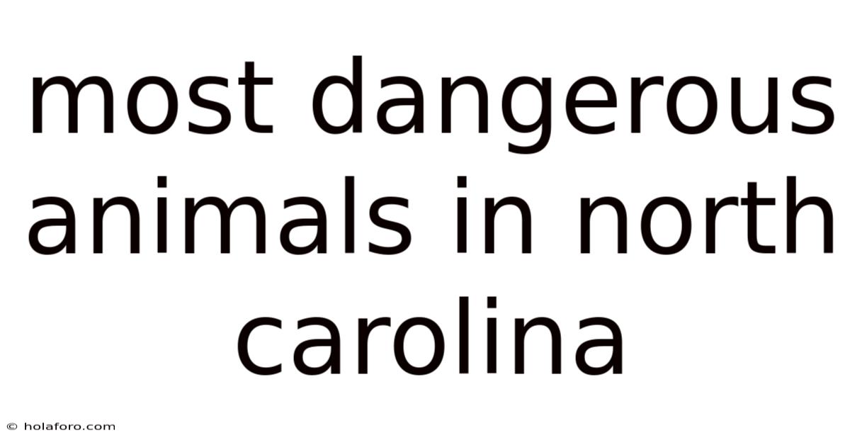 Most Dangerous Animals In North Carolina