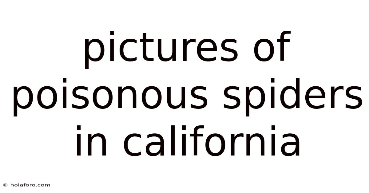 Pictures Of Poisonous Spiders In California