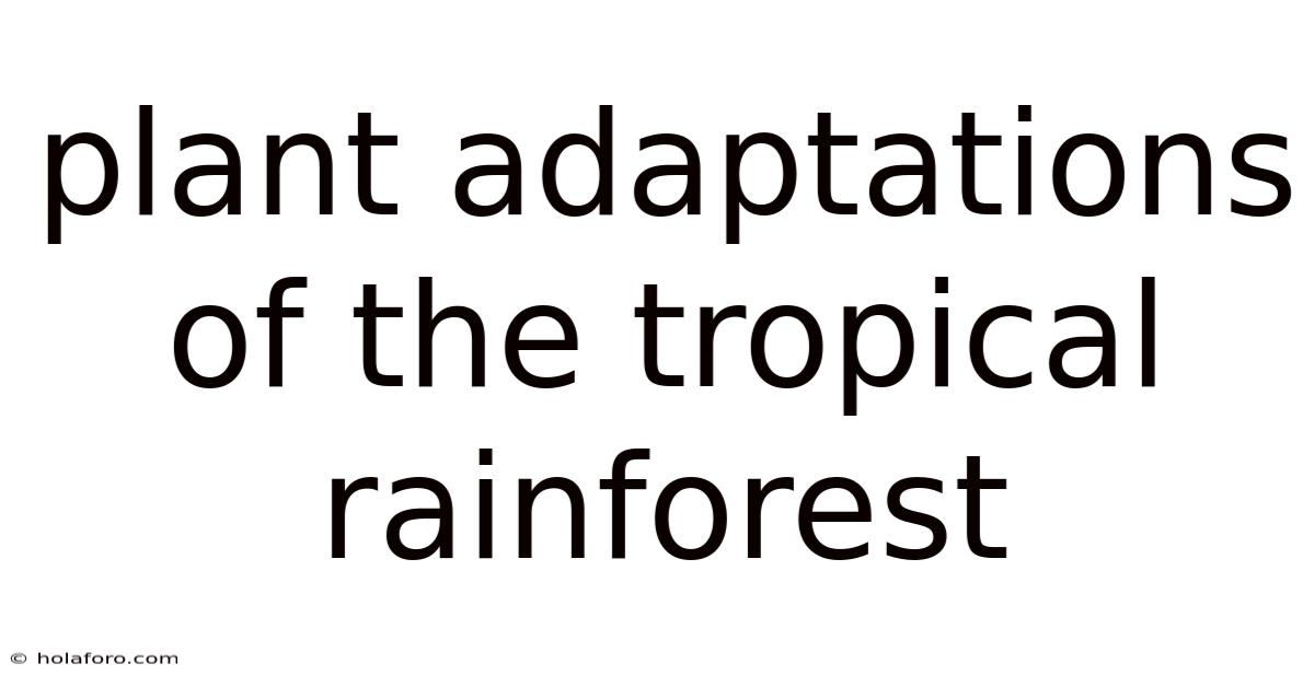 Plant Adaptations Of The Tropical Rainforest