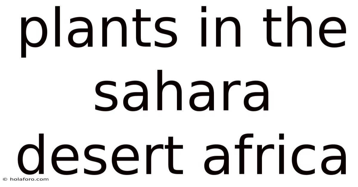 Plants In The Sahara Desert Africa
