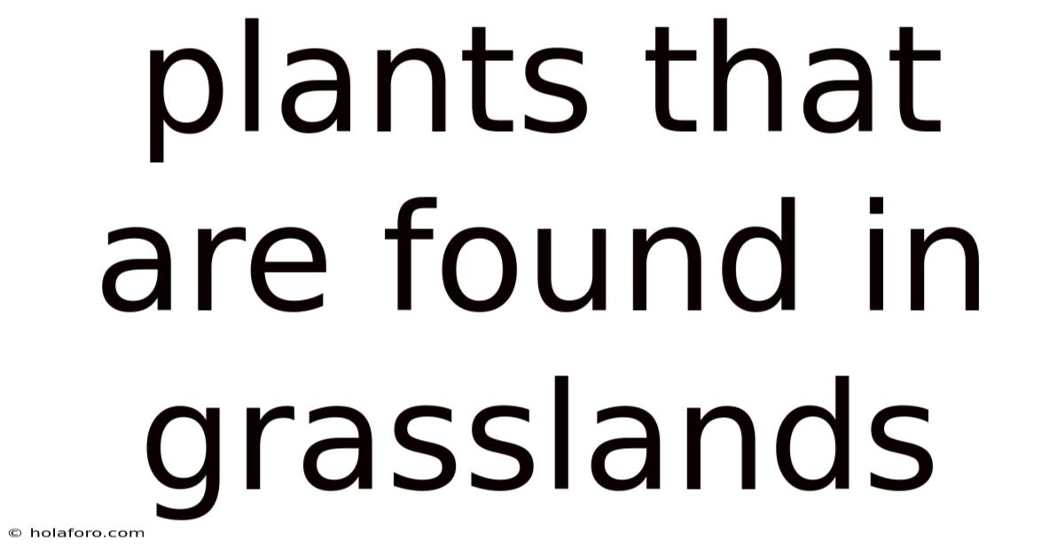 Plants That Are Found In Grasslands