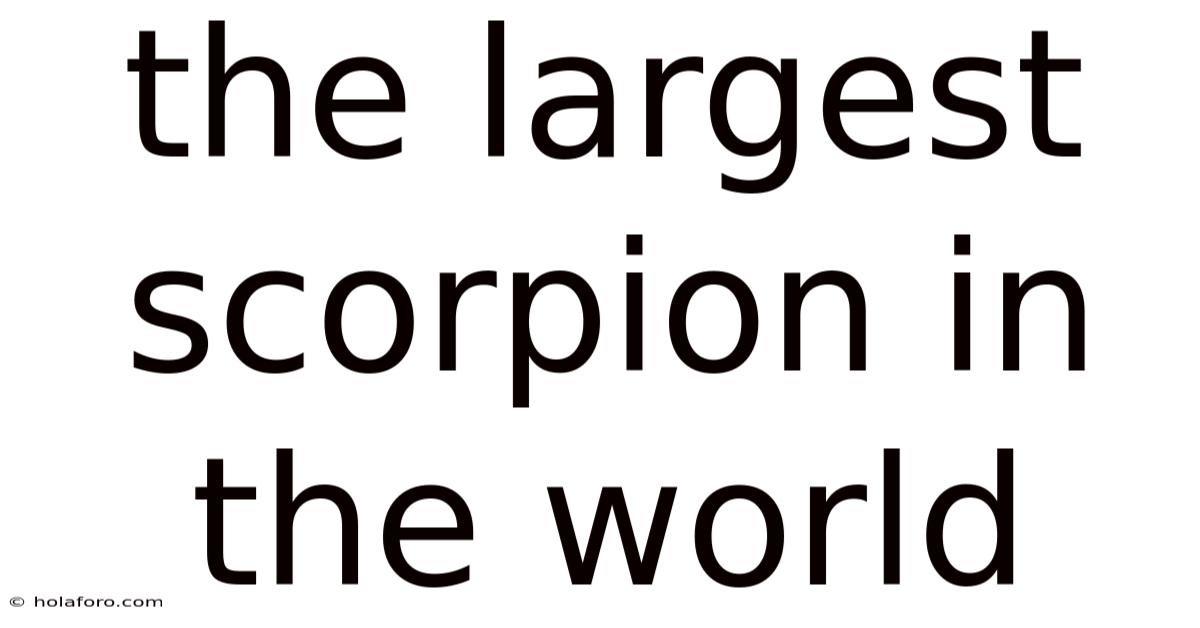 The Largest Scorpion In The World