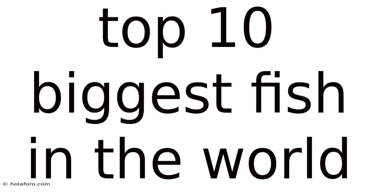 Top 10 Biggest Fish In The World