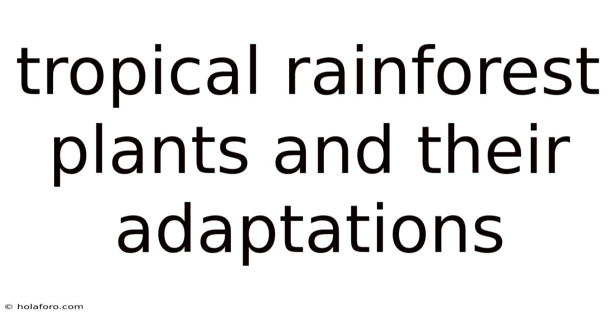 Tropical Rainforest Plants And Their Adaptations