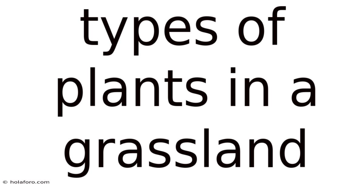 Types Of Plants In A Grassland
