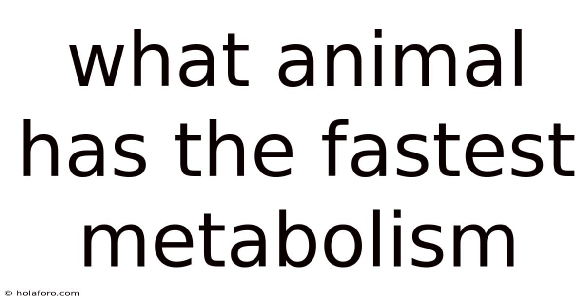 What Animal Has The Fastest Metabolism