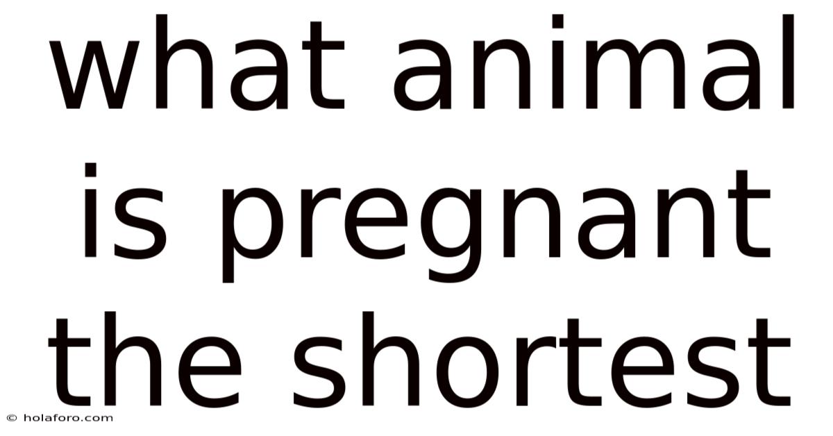 What Animal Is Pregnant The Shortest