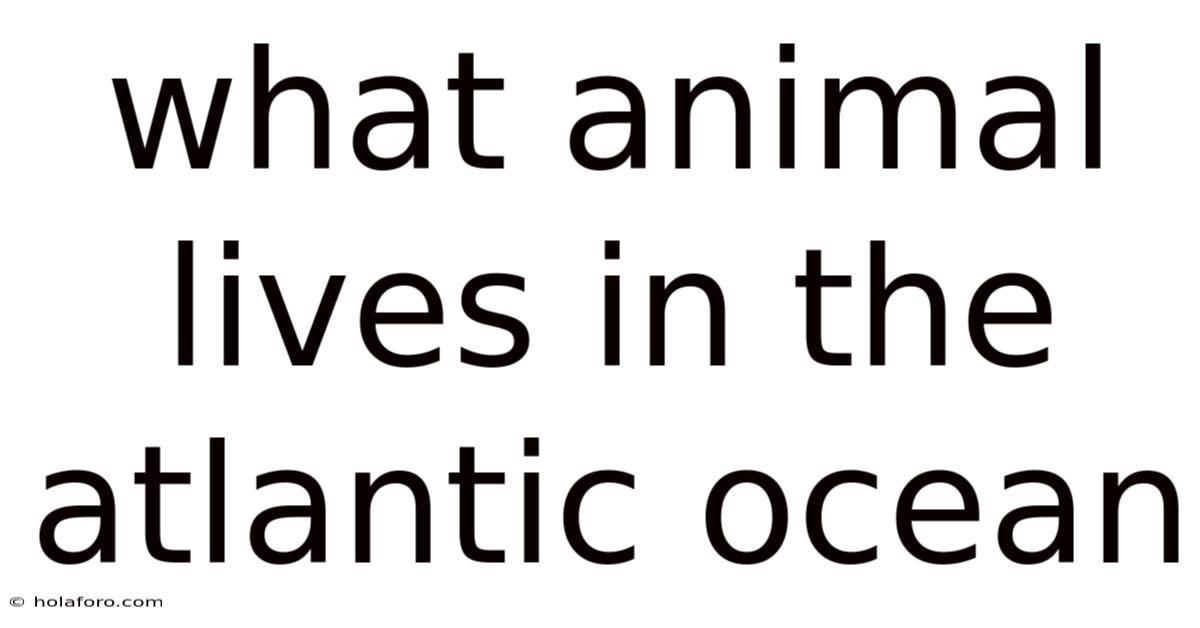 What Animal Lives In The Atlantic Ocean