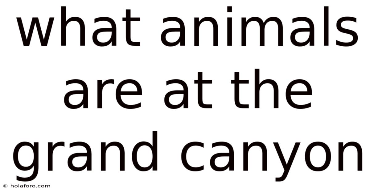 What Animals Are At The Grand Canyon