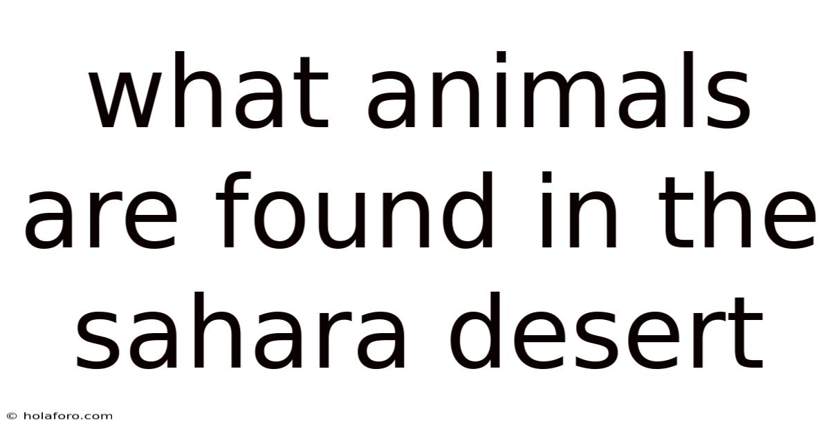 What Animals Are Found In The Sahara Desert