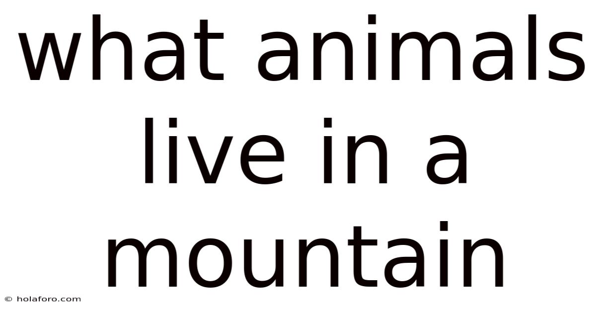 What Animals Live In A Mountain