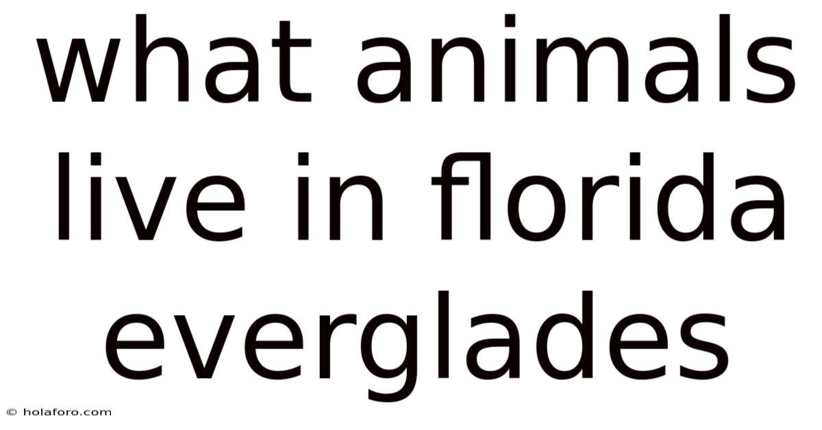 What Animals Live In Florida Everglades