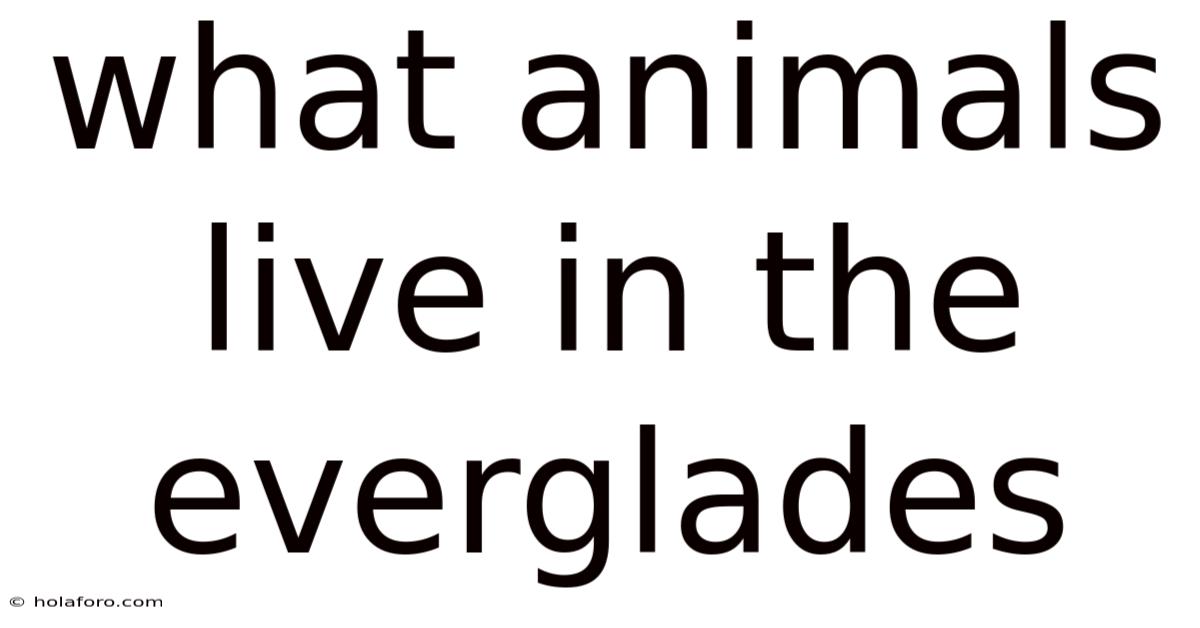 What Animals Live In The Everglades