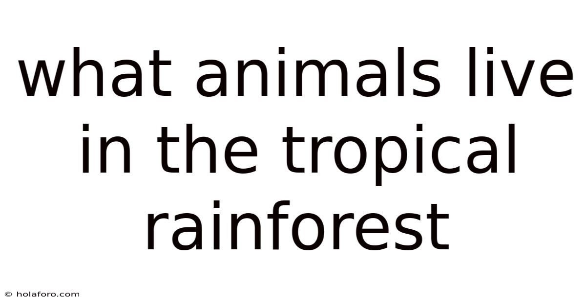 What Animals Live In The Tropical Rainforest
