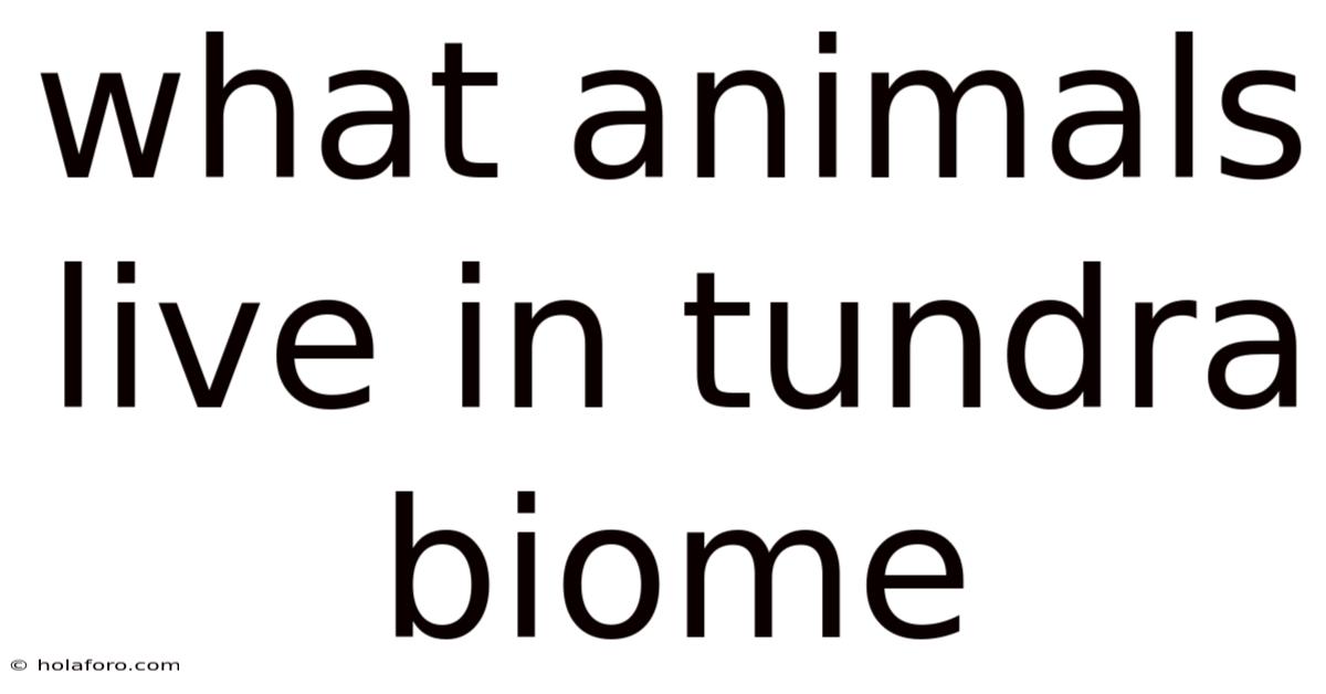 What Animals Live In Tundra Biome