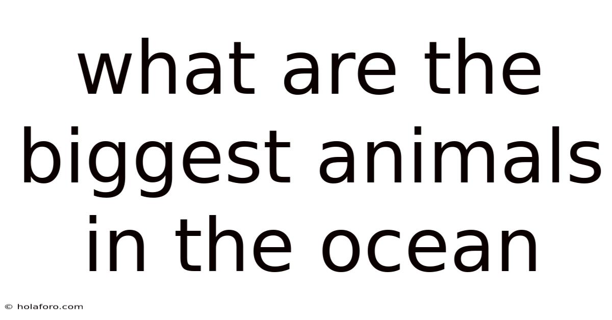 What Are The Biggest Animals In The Ocean