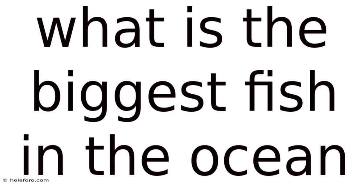 What Is The Biggest Fish In The Ocean