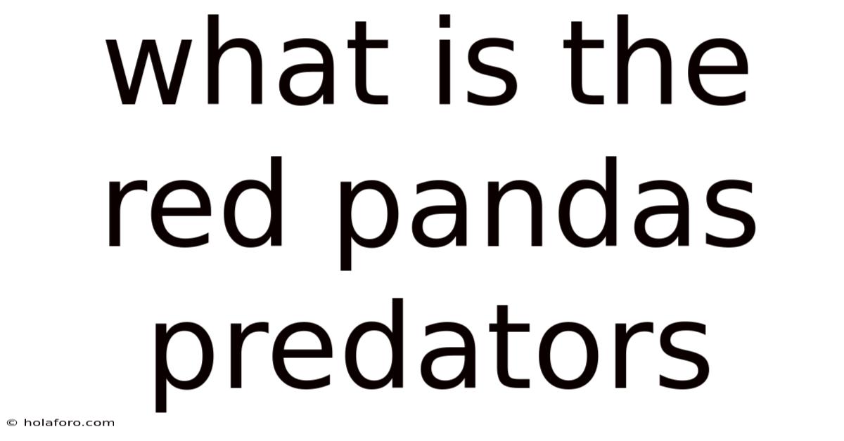 What Is The Red Pandas Predators