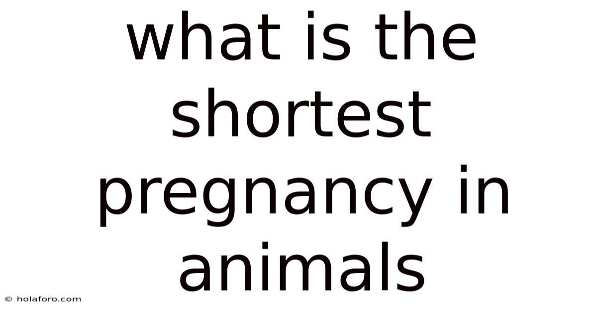 What Is The Shortest Pregnancy In Animals