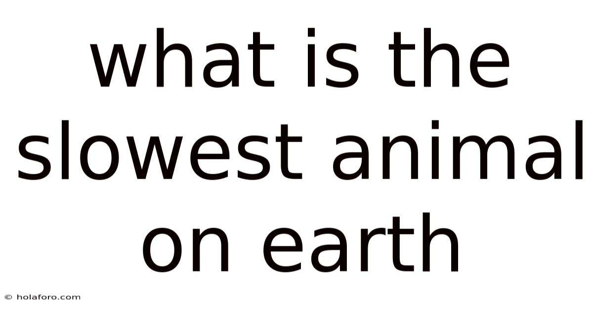 What Is The Slowest Animal On Earth