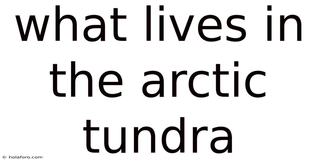 What Lives In The Arctic Tundra