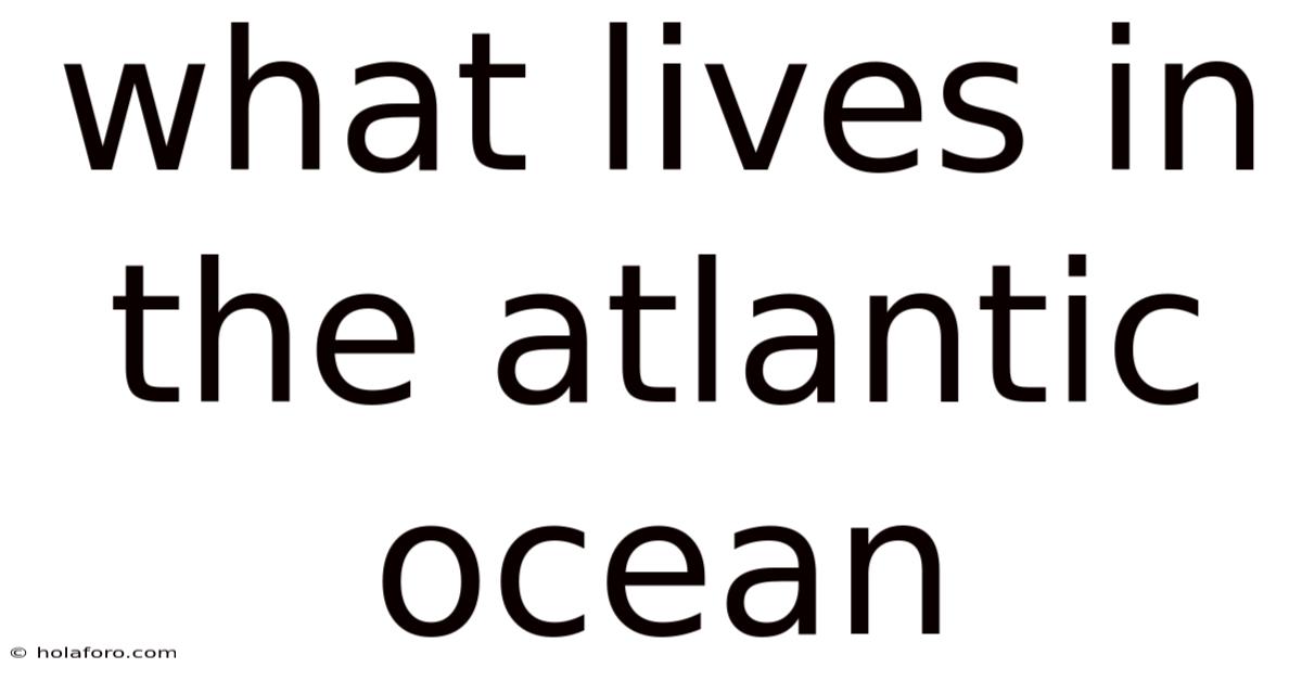 What Lives In The Atlantic Ocean