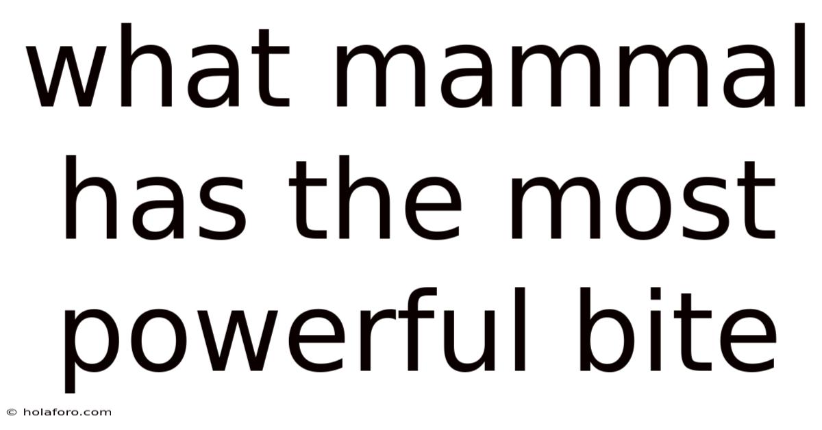 What Mammal Has The Most Powerful Bite