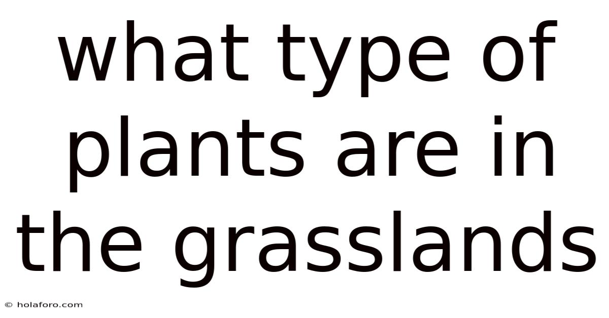 What Type Of Plants Are In The Grasslands