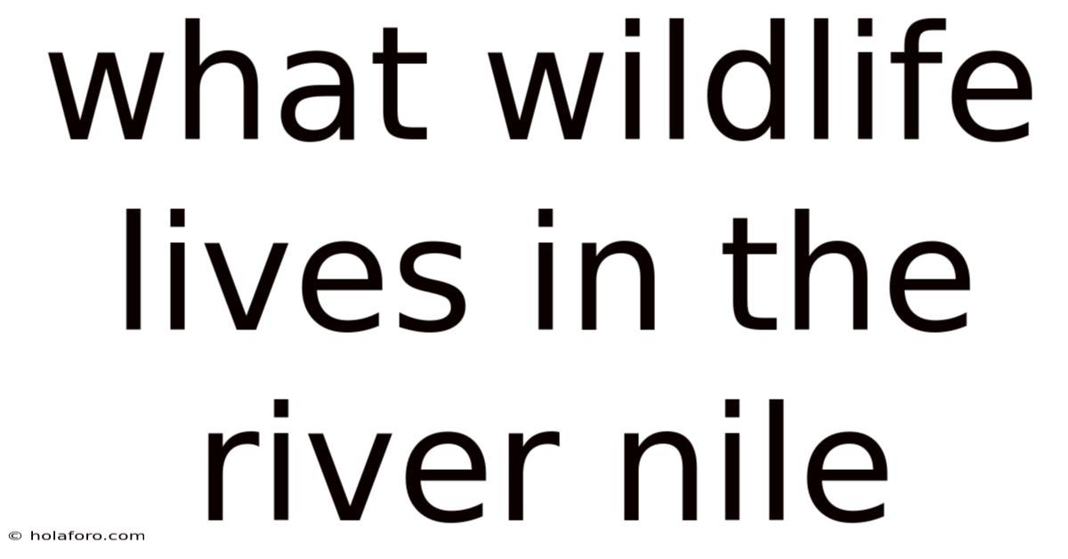 What Wildlife Lives In The River Nile