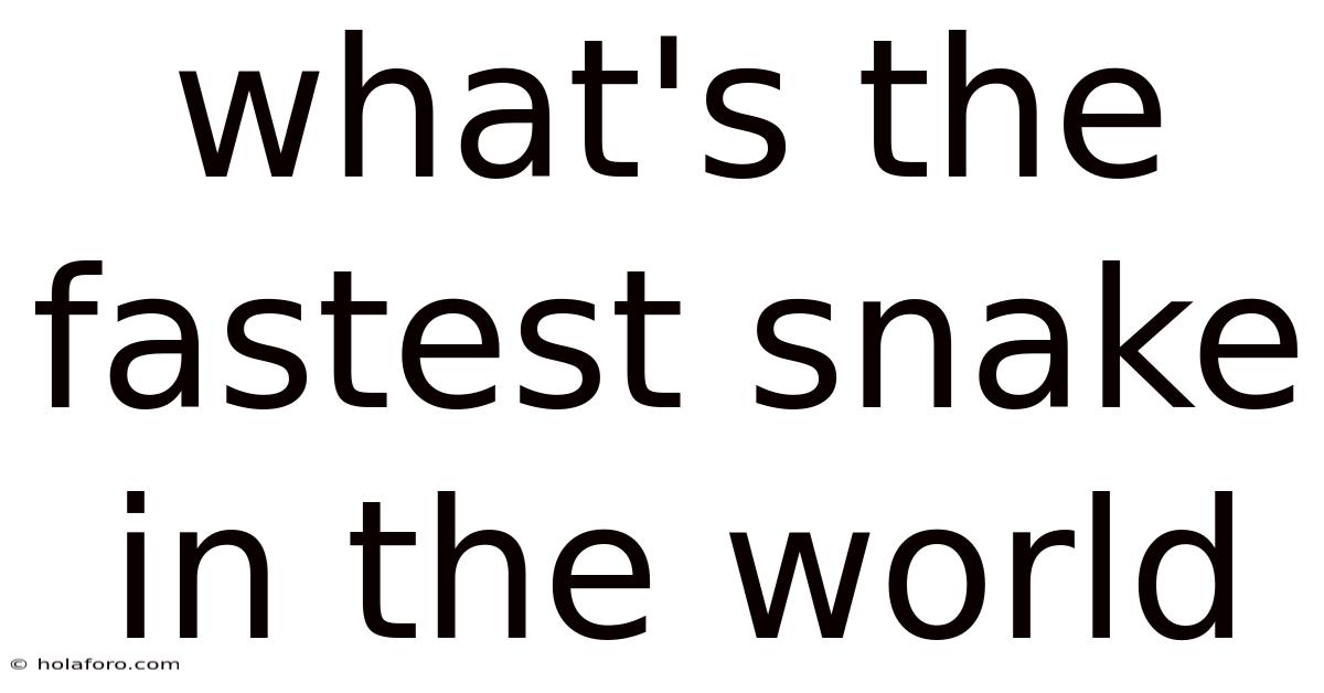 What's The Fastest Snake In The World